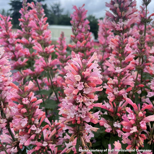 Agastache x Pink Pearl 1Q