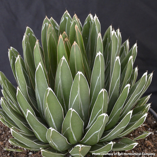 Agave victoriae-reginae Porcupine 1Q