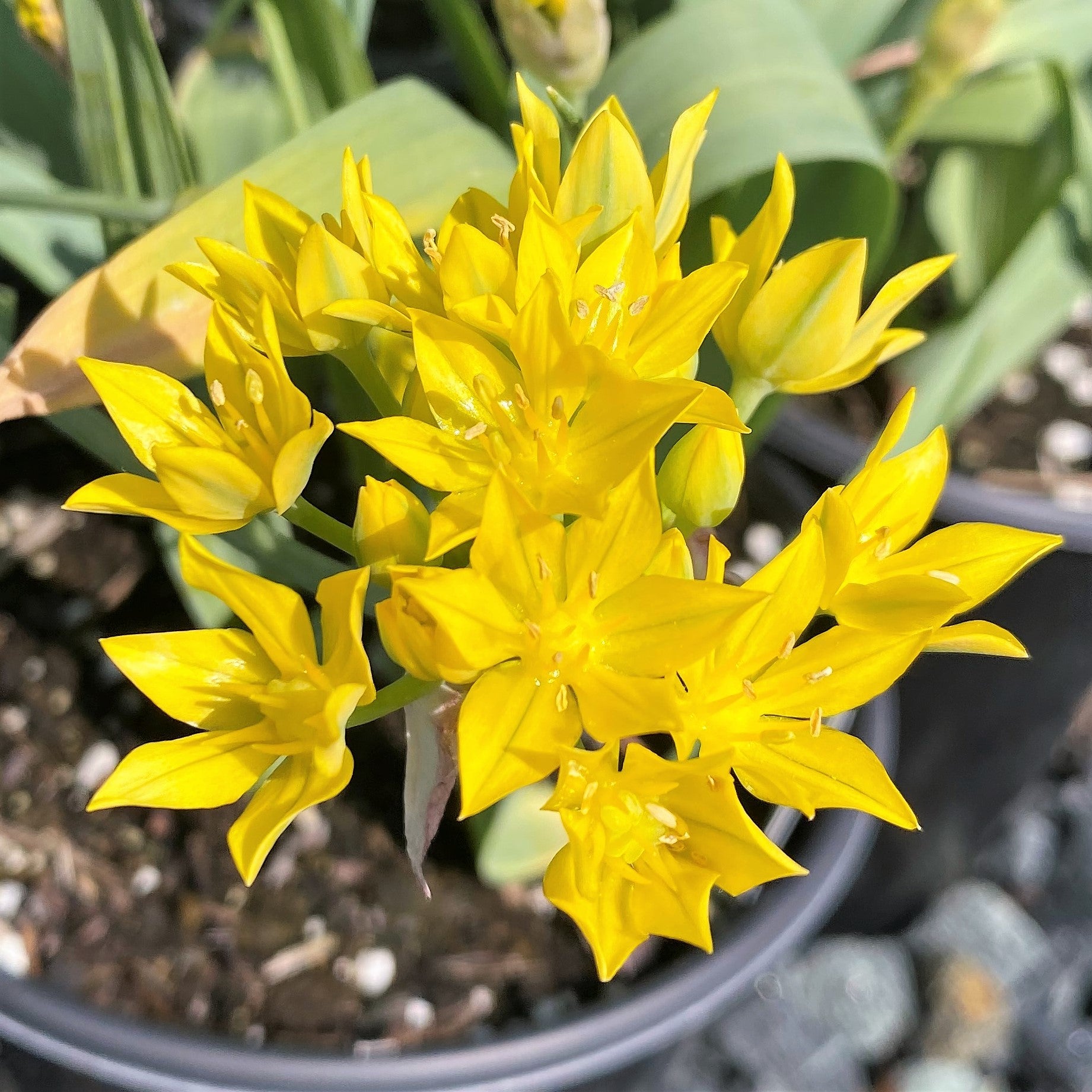 Cavano's Perennials Allium moly Jeannine - Thumbnail 2