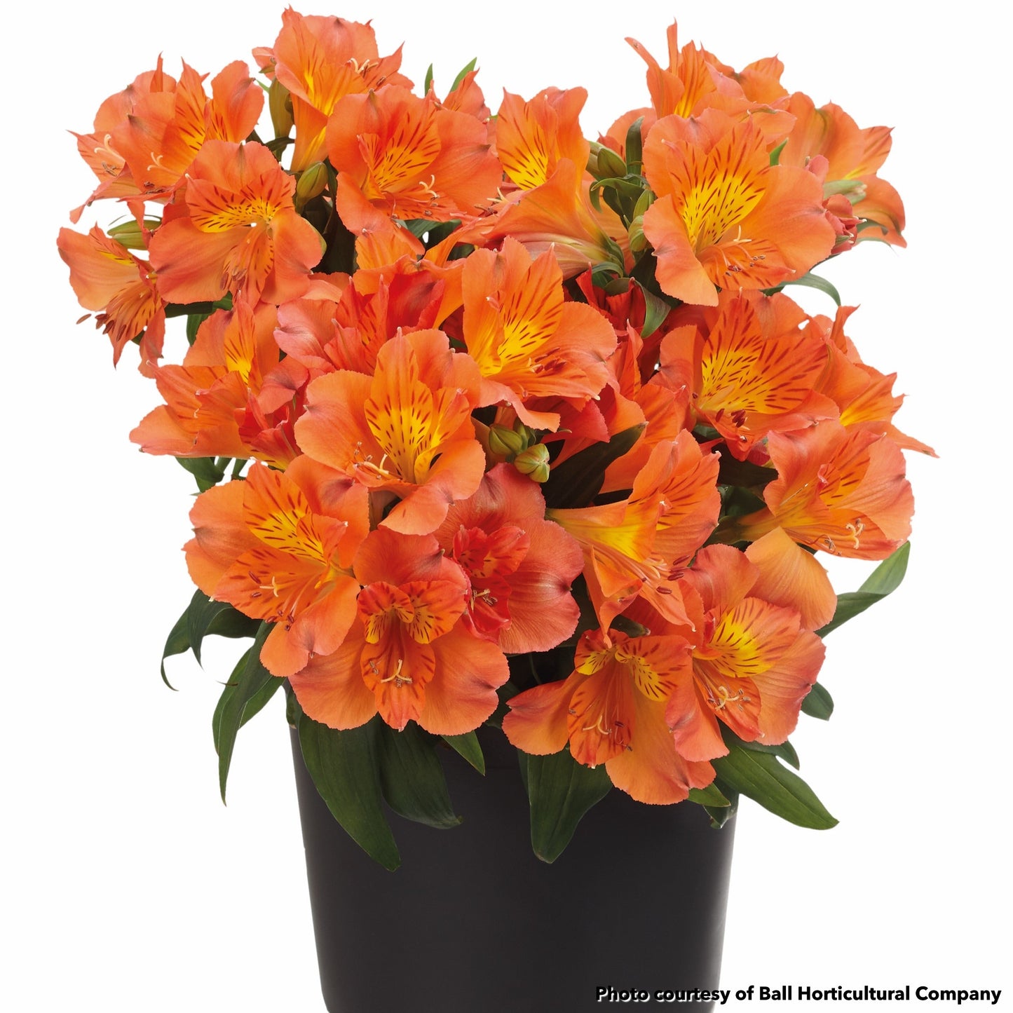 Alstroemeria Colorita Amina 1Q