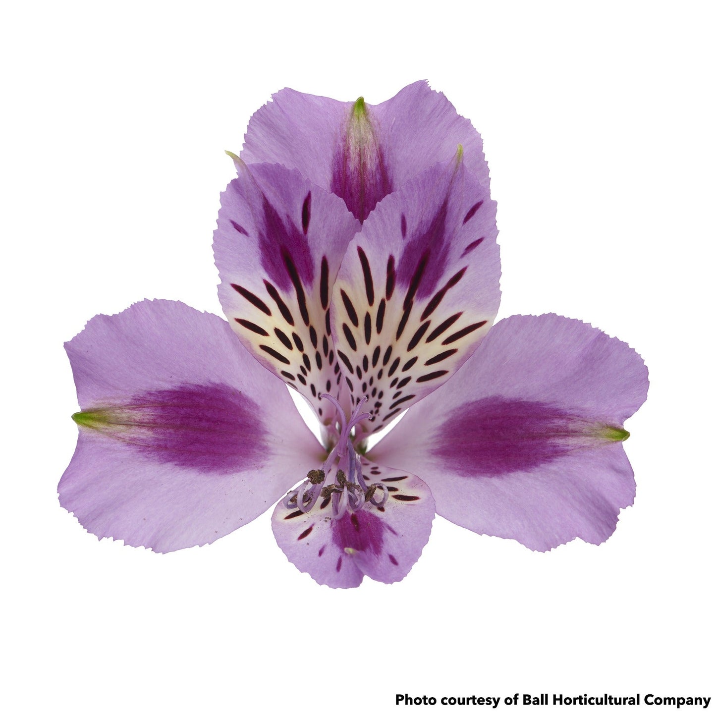 Alstroemeria Colorita Mulan 1Q