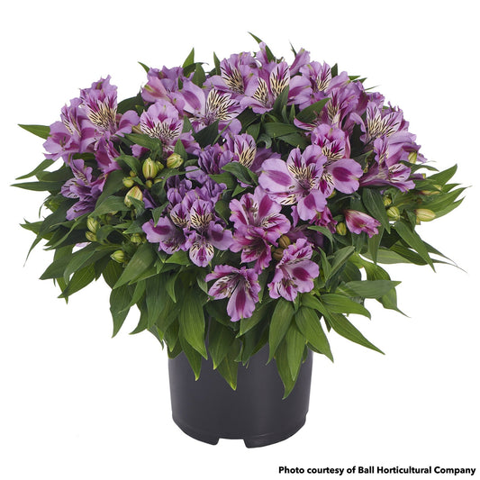 Alstroemeria Colorita Mulan 1Q