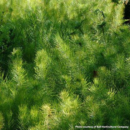 Amsonia hubrichtii 1G