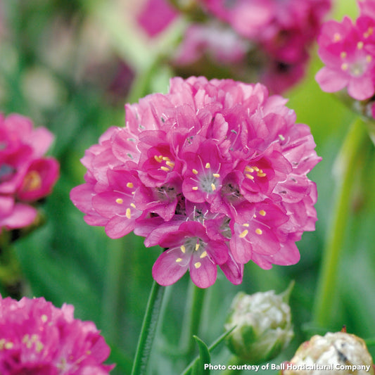 Armeria maritima Morning Star Deep Rose 1Q