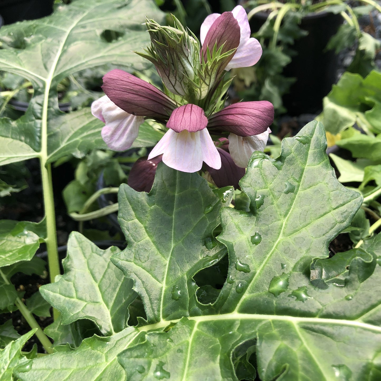 Acanthus hungaricus 'White Lips' 1G (Bears Breeches)