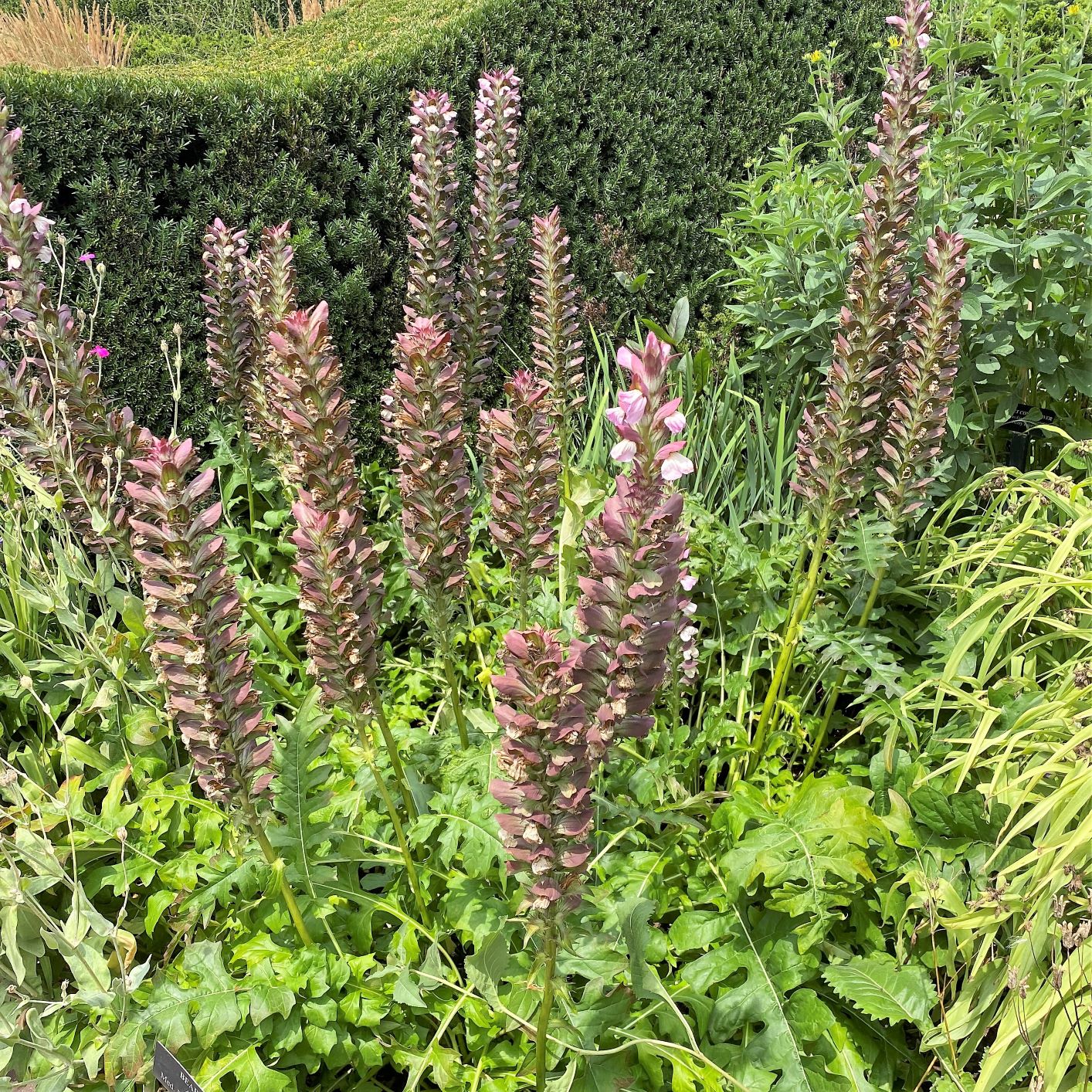 Acanthus mollis 1G