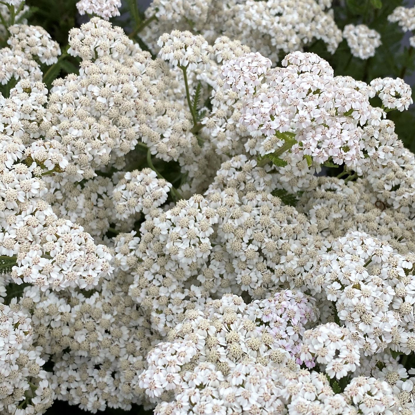 Achillea millefolium New Vintage White 1G