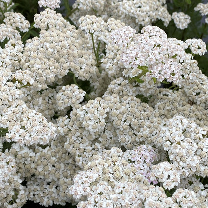 Achillea millefolium New Vintage White 1G