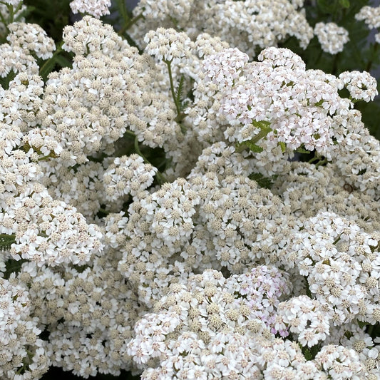 Achillea millefolium New Vintage White 1G