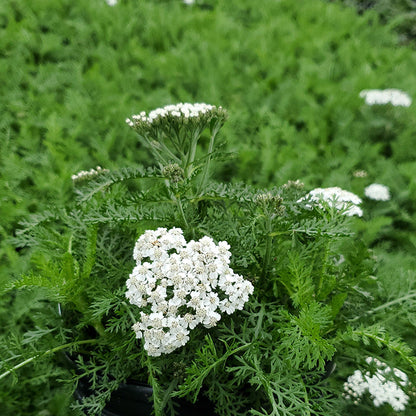 Achillea millefolium New Vintage White 1G