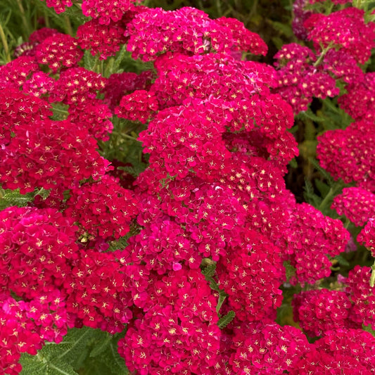 Achillea millefolium Pomegranate 1G