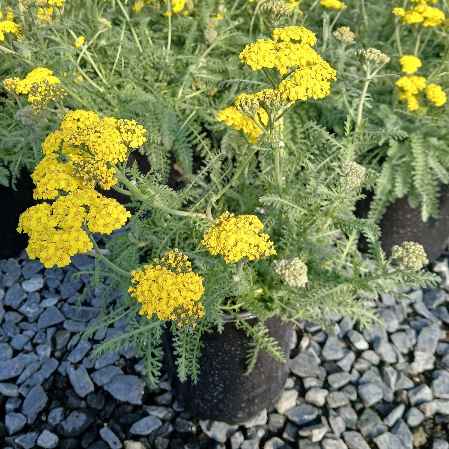 Achillea x Little Moonshine 1G