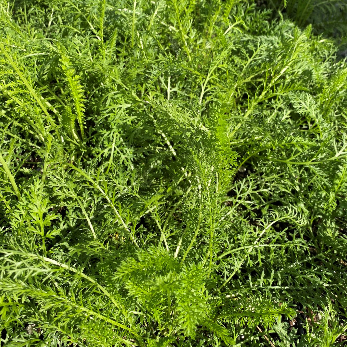 Achillea millefolium 1Q