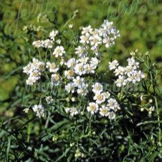 Achillea ptarmica (Sneezewort) 1Q