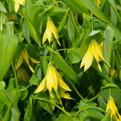 Uvularia grandiflora 1Q (Large Flowered Bellwort)