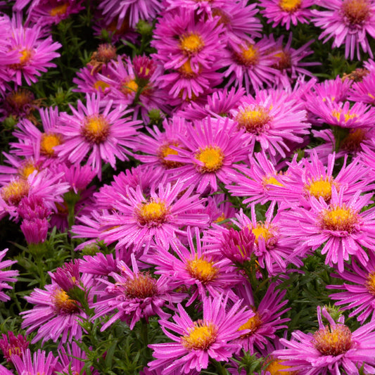 Aster novi-belgii 'Alice Haslam' 1G