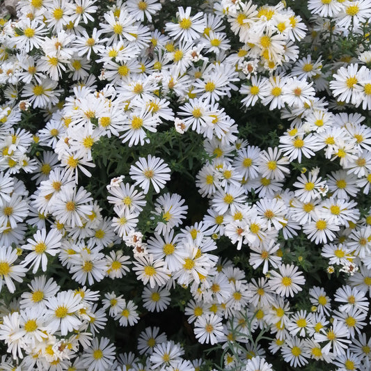 Aster novi-belgii 'Apollo' 1G