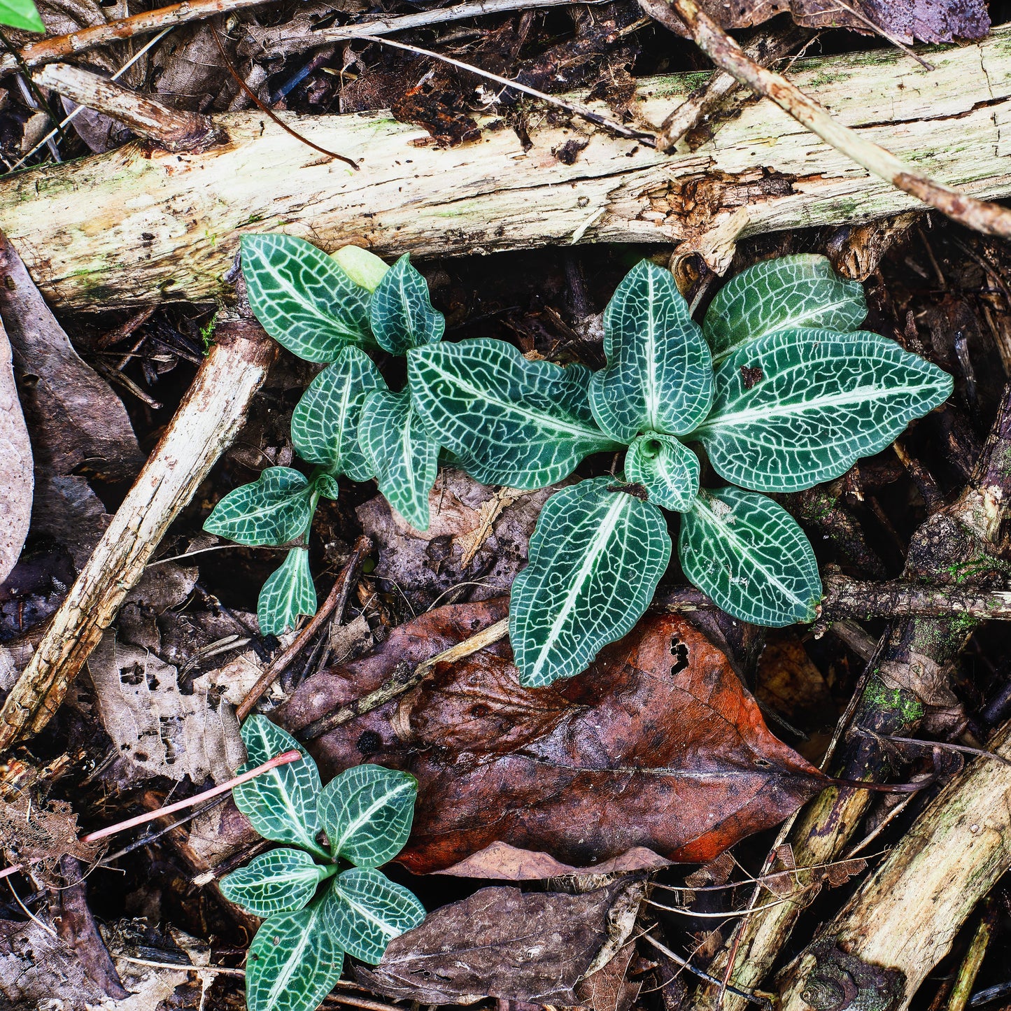 Goodyera pubescens 1Q (Rattlesnake Plantain)