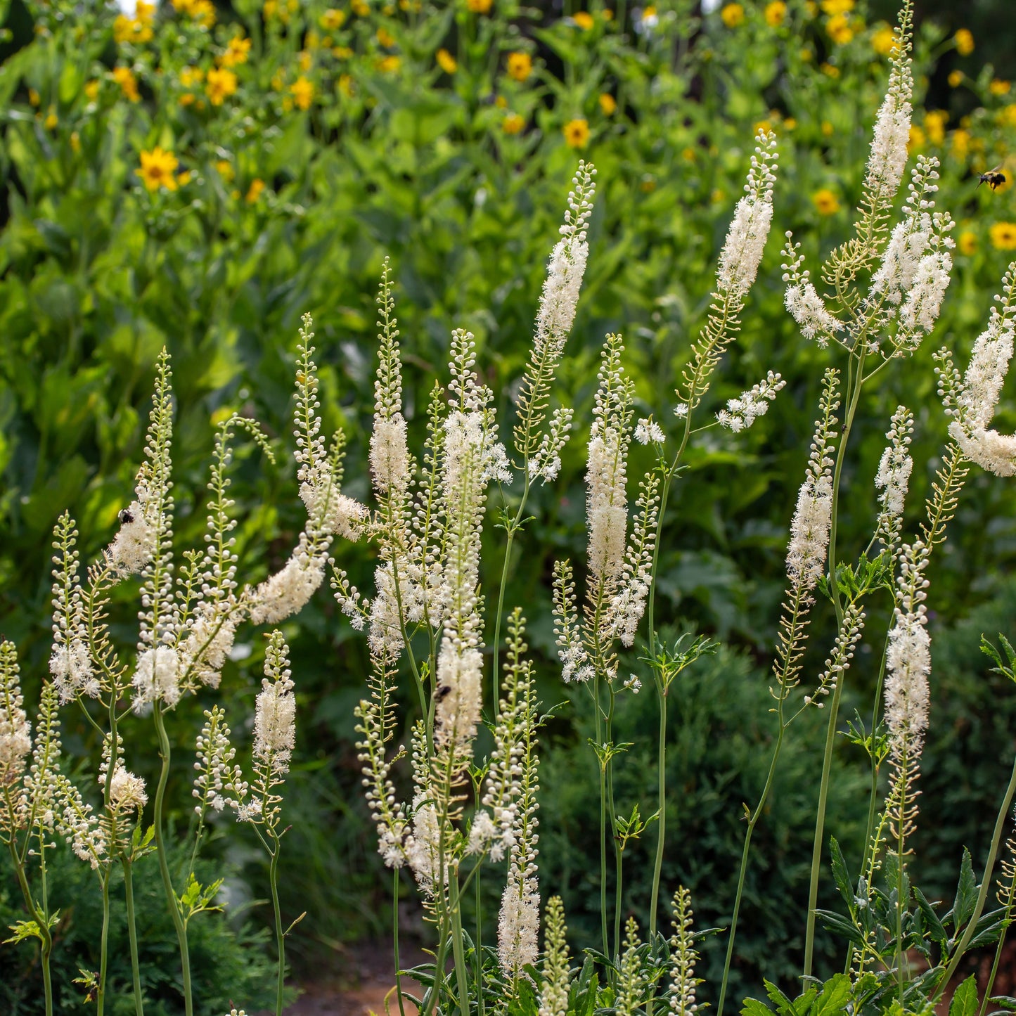 Actaea racemosa 1Q (Black Cohosh)