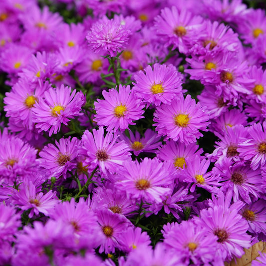 Aster novi-belgii 'Kassel' 1G