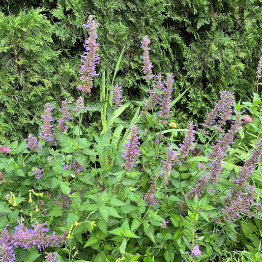 Agastache x Blue Boa 1G