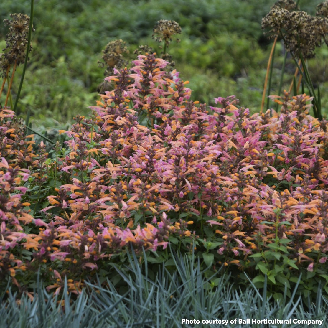 Agastache x Mango Tango 1G