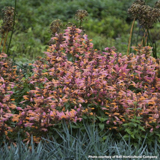 Agastache x Mango Tango 1G