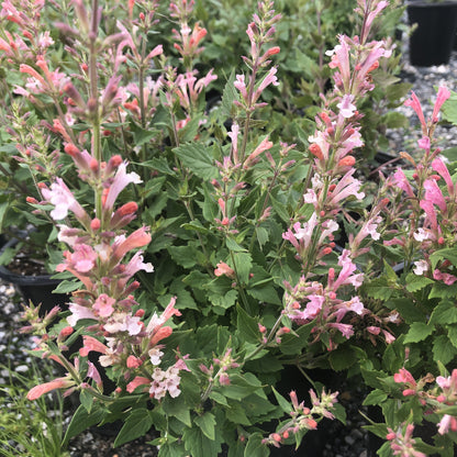 Agastache x 'Pink Pearl' 1G (Anise Hyssop)