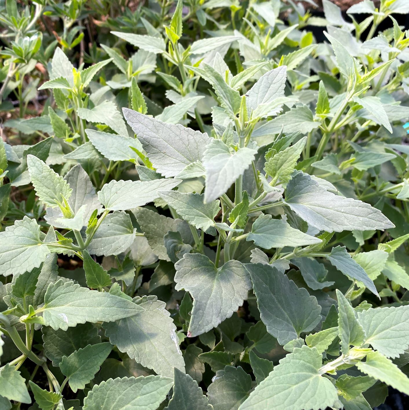 Agastache x Rosie Posie 1G