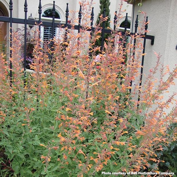 Agastache aurantiaca Coronado 3.25"