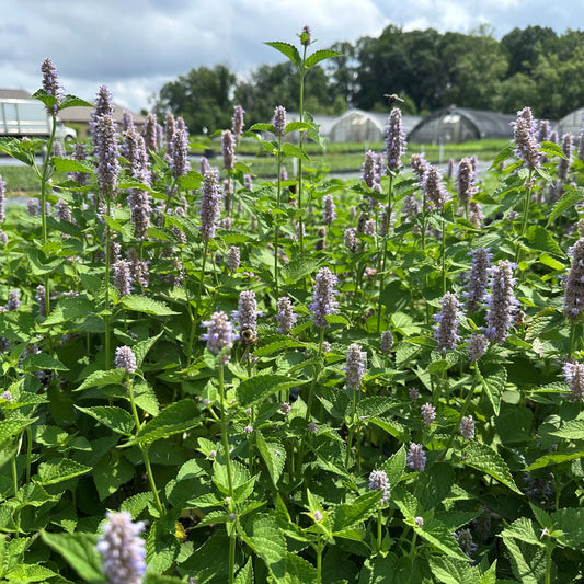 Agastache foeniculum 1G