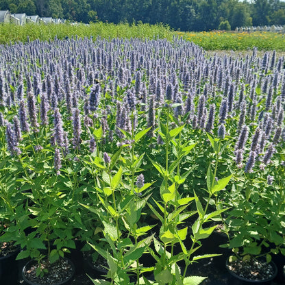 Agastache x Blue Fortune 1G