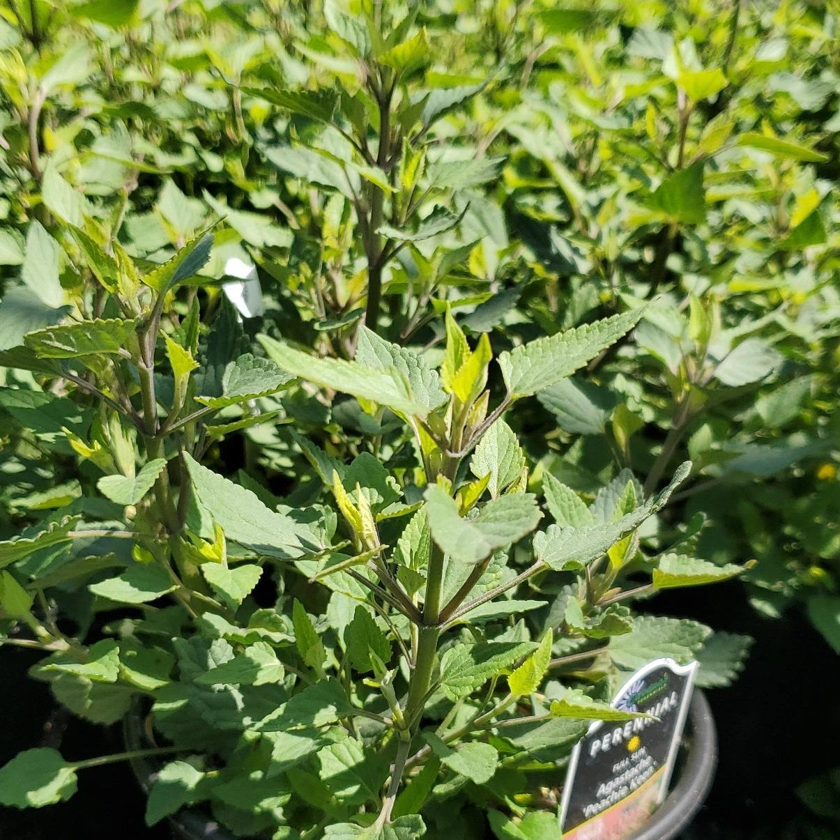 Agastache x Peachie Keen 1G