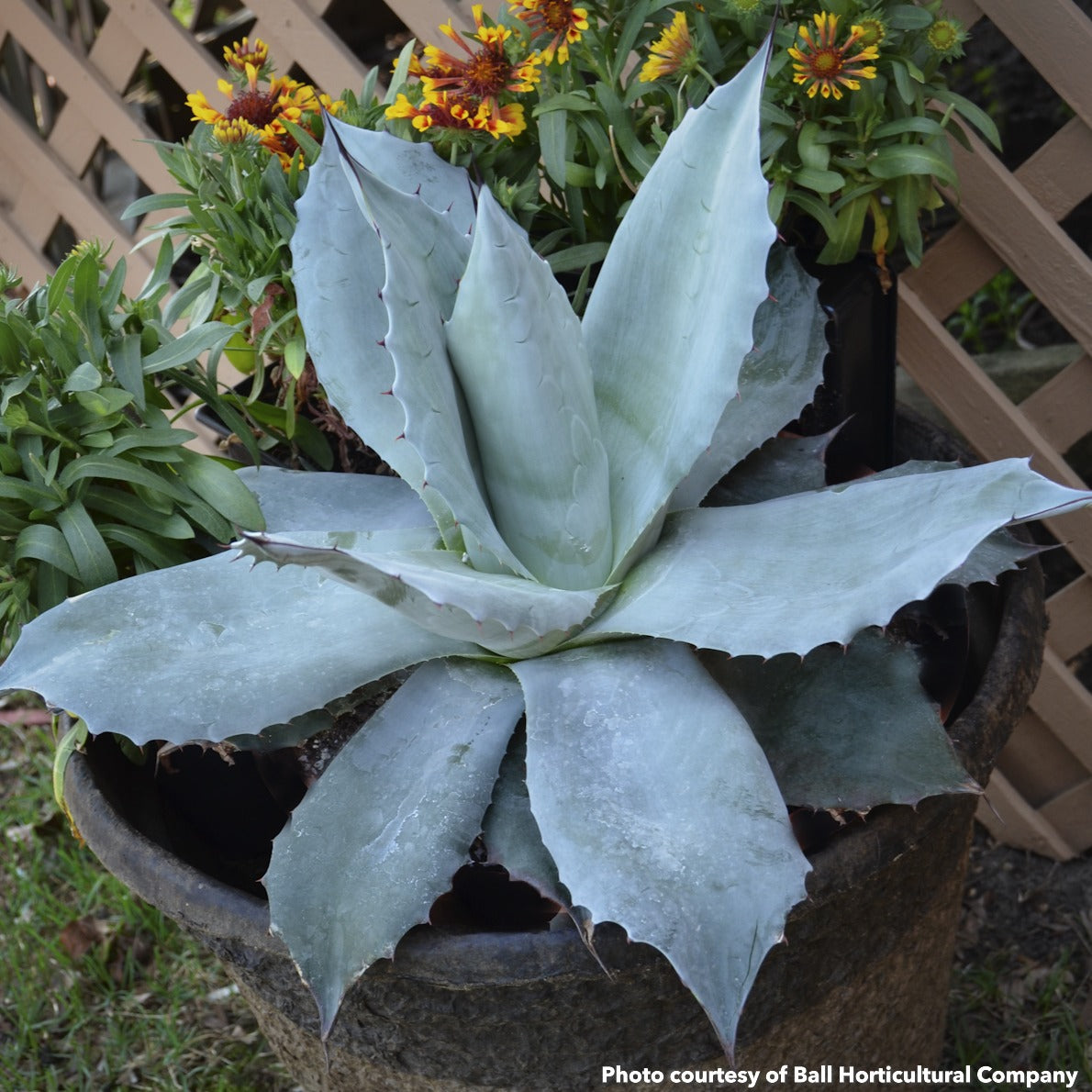 Temperennials and Tropicals – Brandywine Cottage