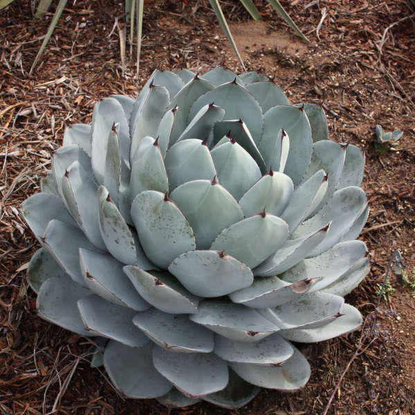 Agave parryi ssp. truncata 1Q (Agave)