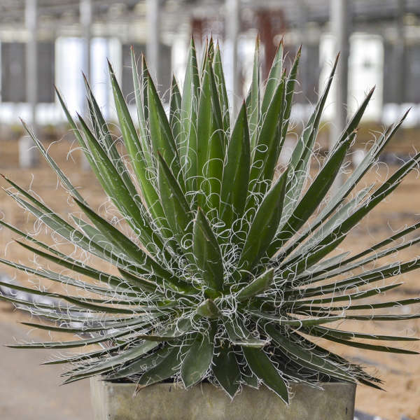 Agave schidigera 'Black Widow' 1Q (Century Plant)