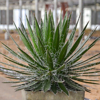 Agave schidigera 'Black Widow' 1Q (Century Plant)