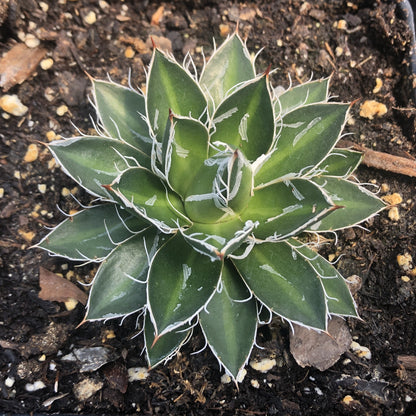 Agave schidigera 'Black Widow' 1Q (Century Plant)