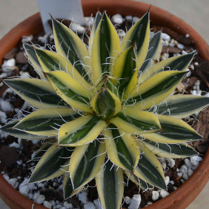 Agave schidigera 'Royal Flush' 1Q (Century Plant)