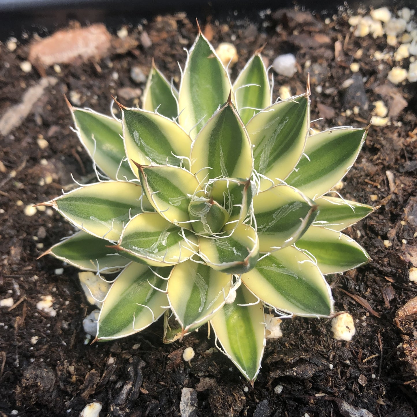 Agave schidigera 'Royal Flush' 1Q (Century Plant)