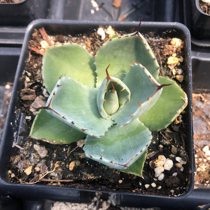 blue green leaves with spines