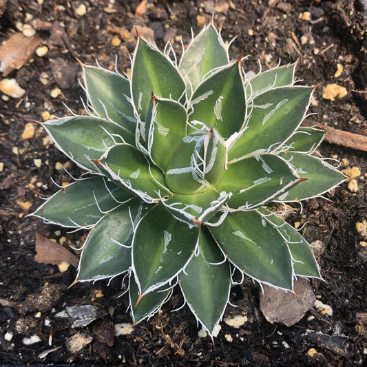Agave schidigera Black Widow 3.25"