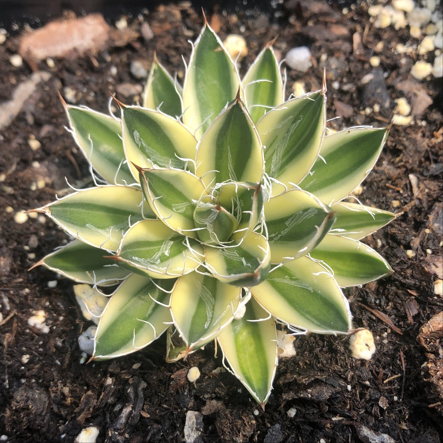 Agave schidigera Royal Flush 3.25"