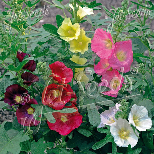 Alcea x Las Vegas 1Q