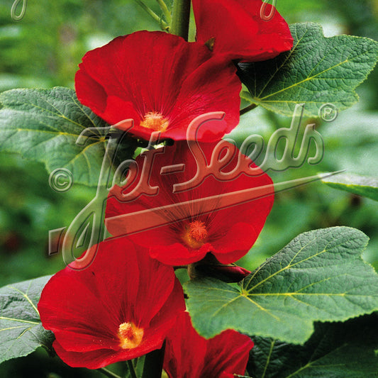 Alcea rosea Mars Magic 1Q