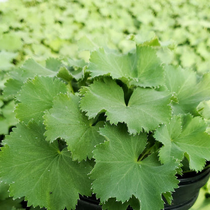 Alchemilla mollis 1Q