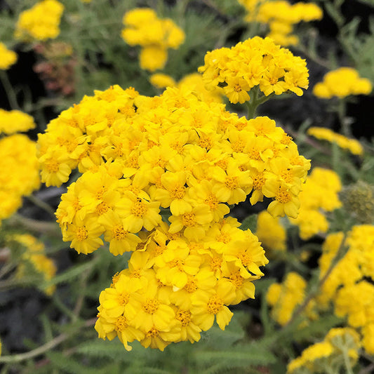 Achillea x Little Moonshine 1Q