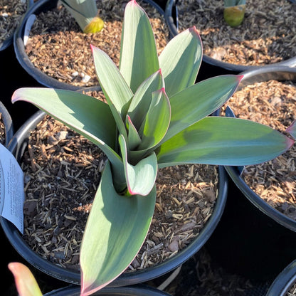 Allium x Ambassador 1G