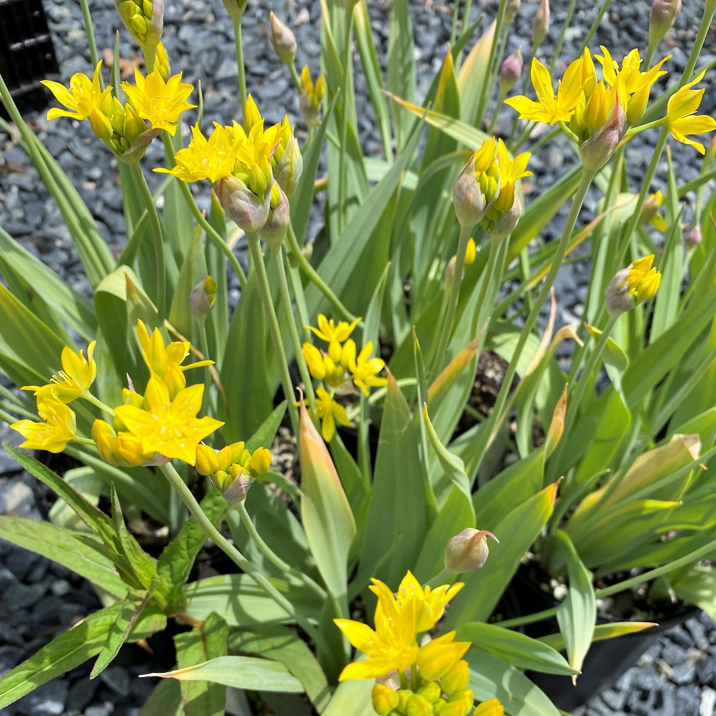 Cavano's Perennials Allium moly Jeannine