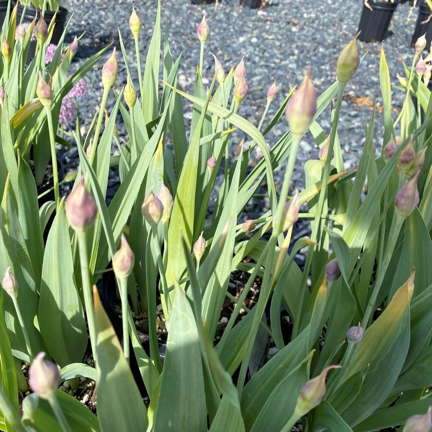 Cavano's Perennials Allium moly Jeannine - Thumbnail 3